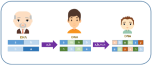 Immediate family tree vs blockchain node